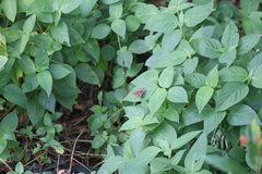 Pelopidas mathias