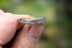 Chalcides striatus