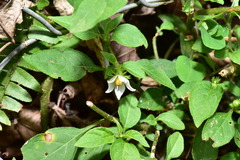 Lycianthes biflora
