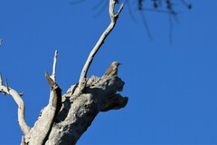 Climacteris picumnus