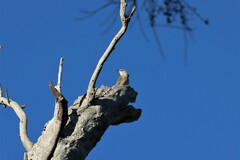 Climacteris picumnus