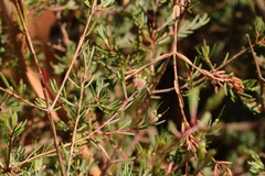 Darwinia biflora