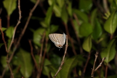 Theclinesthes onycha