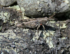 Phaulacridium marginale