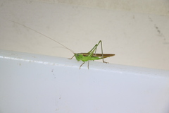 Conocephalus semivittatus