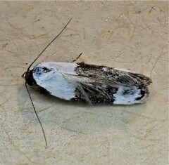 Trachypepla amphileuca