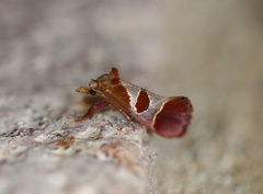 Choristis discotypa