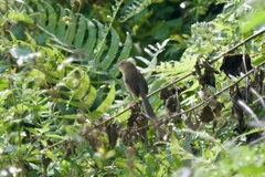 Prinia inornata
