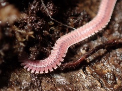 Gosodesmus claremontus