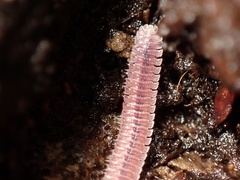 Gosodesmus claremontus