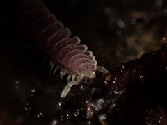 Gosodesmus claremontus