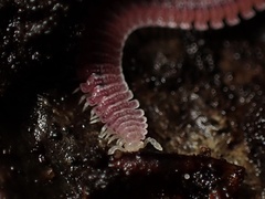 Gosodesmus claremontus