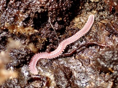 Gosodesmus claremontus