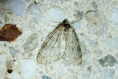 Epirrita dilutata