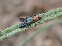 Carphurus triimpressus