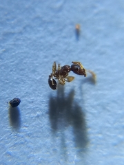 Pheidole sagei