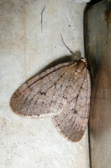 Epirrita dilutata