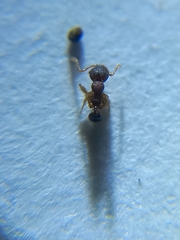 Pheidole sagei