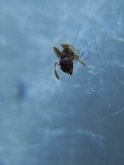 Pheidole sagei