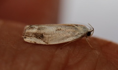 Plectophila micradelpha