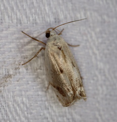 Plectophila micradelpha