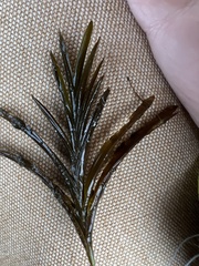 Potamogeton robbinsii