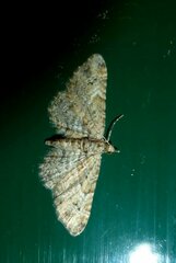 Gymnoscelis rufifasciata