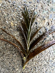 Potamogeton robbinsii