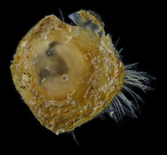 Discinisca lamellosa