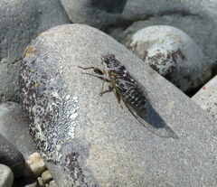 Maoricicada campbelli