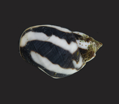 Echinolittorina peruviana