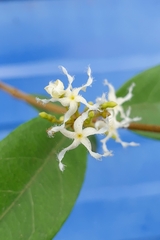 Ichnocarpus frutescens