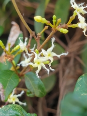 Ichnocarpus frutescens