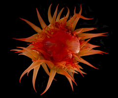 Anemonia alicemartinae