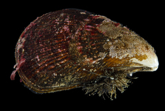 Aulacomya atra