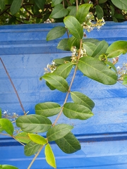 Ichnocarpus frutescens