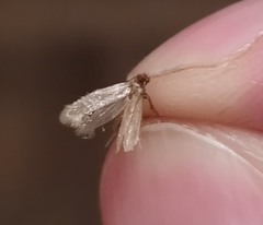 Tineola bisselliella