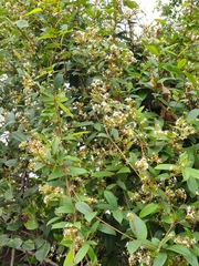 Ichnocarpus frutescens