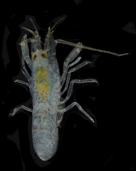Alpheidae