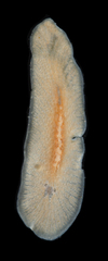 Polycladida