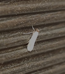 Tineola bisselliella