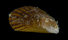 Aulacomya atra