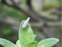 Eupteryx decemnotata