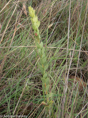 Searsia pondoensis