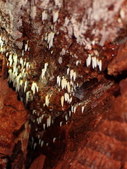 Mucronella