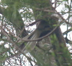 Rhipidura fuliginosa placabilis