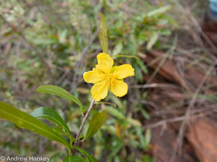 Ochna serrulata