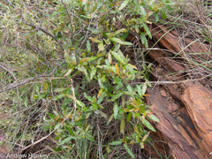 Ochna serrulata