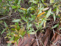 Ochna serrulata