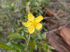 Ochna serrulata